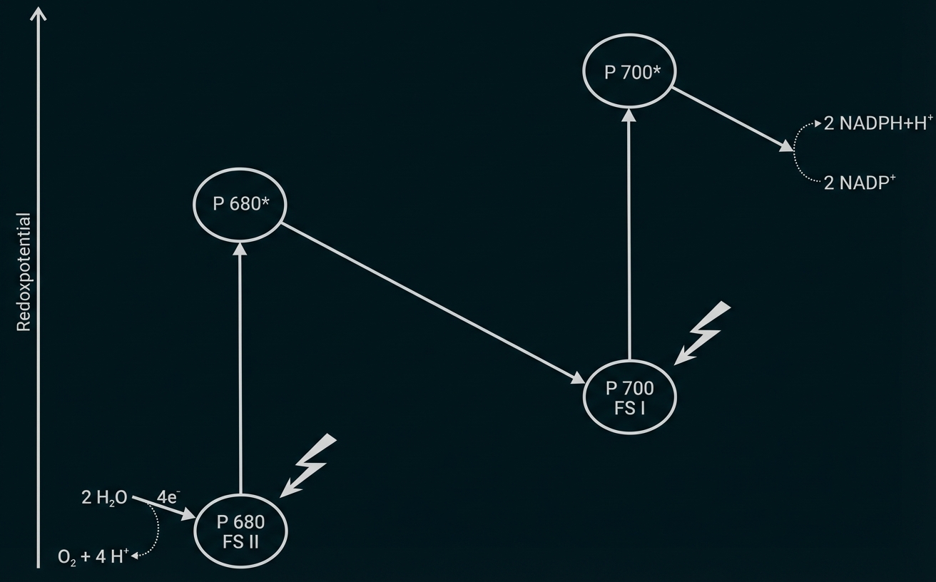 Schematische Grafik: Elektronentransport bei Photosynthese mit P680 (PSII), P700 (PSI), Wasseroxidation und NADP+→NADPH.